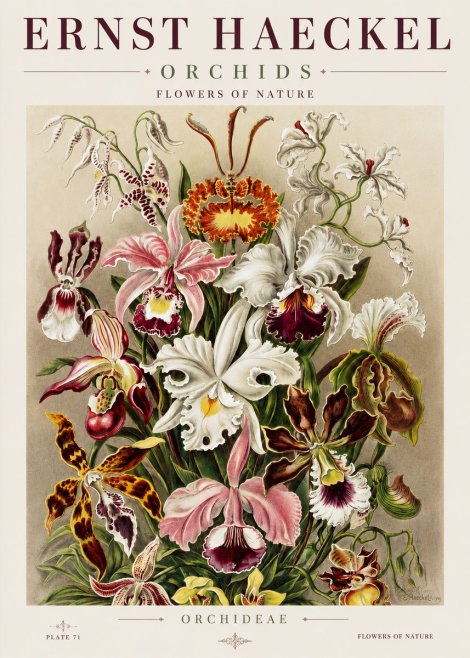 Ernst Haeckel Orchids No3 - Plakát