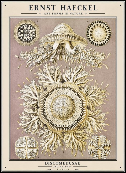 Ernst Haeckel Discomedusae No1 - Plakát