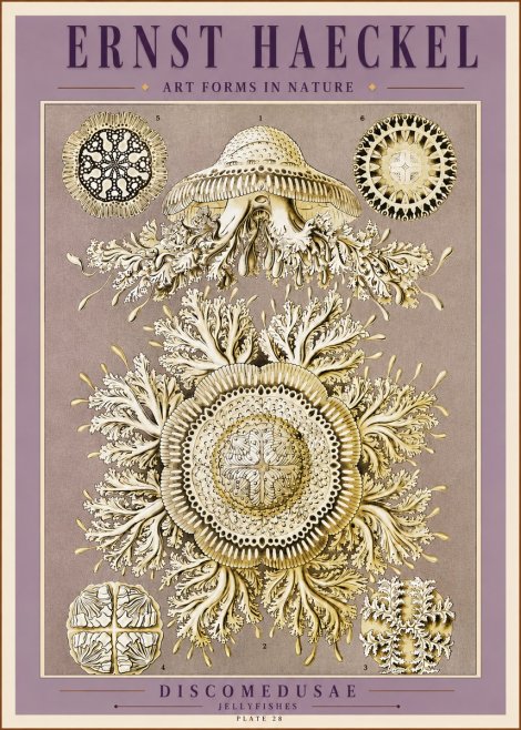 Ernst Haeckel Discomedusae No3 - Plakát