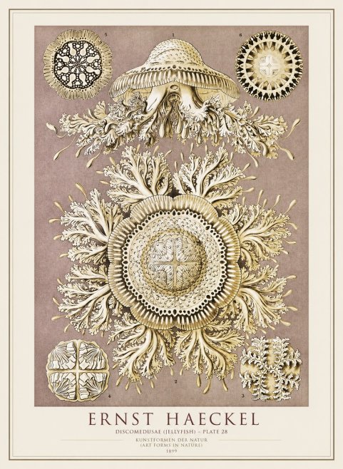 Ernst Haeckel Discomedusae No4 - Plakát