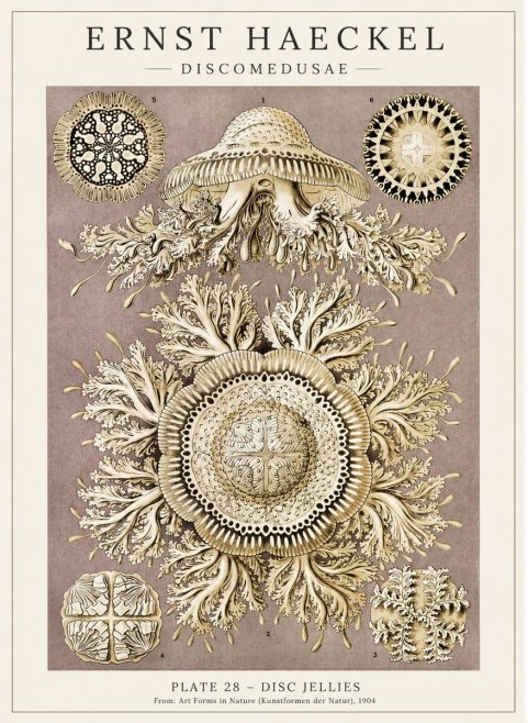 Ernst Haeckel Discomedusae No5 - Plakát