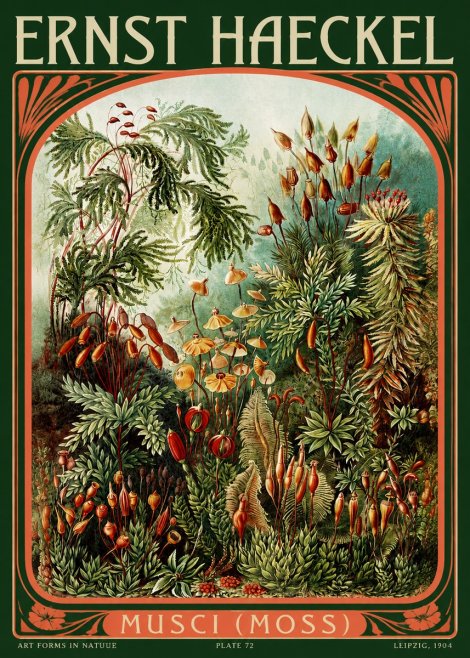 Ernst Haeckel Musci (Moss) No2 - Plakát