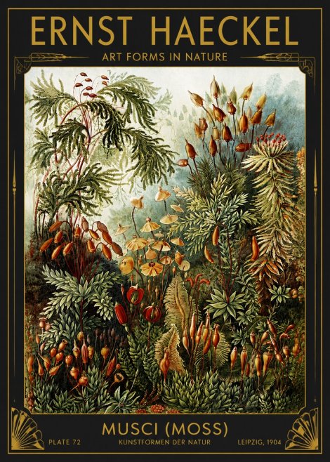 Ernst Haeckel Musci (Moss) No4 - Plakát
