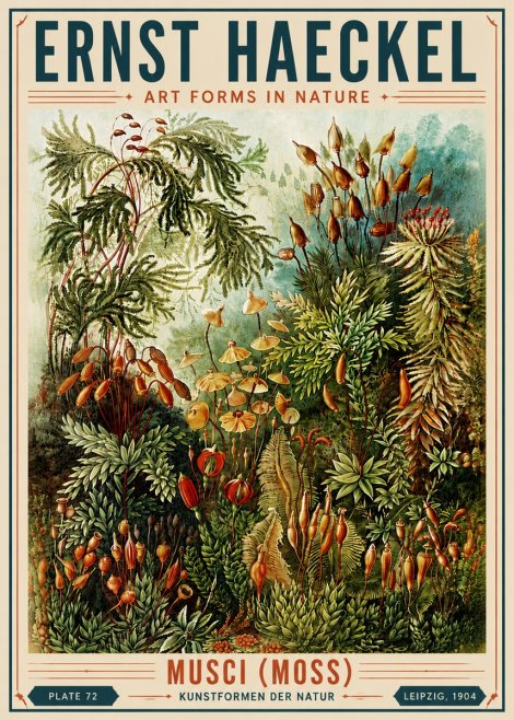 Ernst Haeckel Musci (Moss) No6 - Plakát