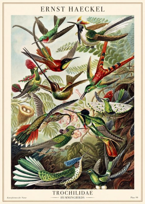 Ernst Haeckel Trochilidae - Hummingbirds No1 - Plakát