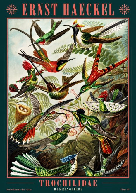 Ernst Haeckel Trochilidae - Hummingbirds No2 - Plakát