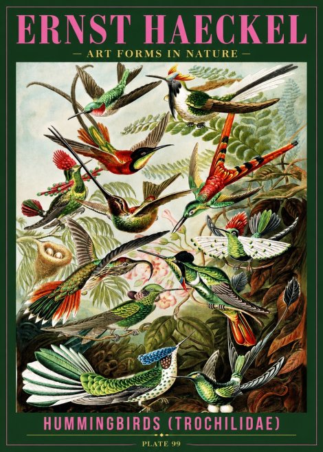 Ernst Haeckel Trochilidae - Hummingbirds No4 - Plakát
