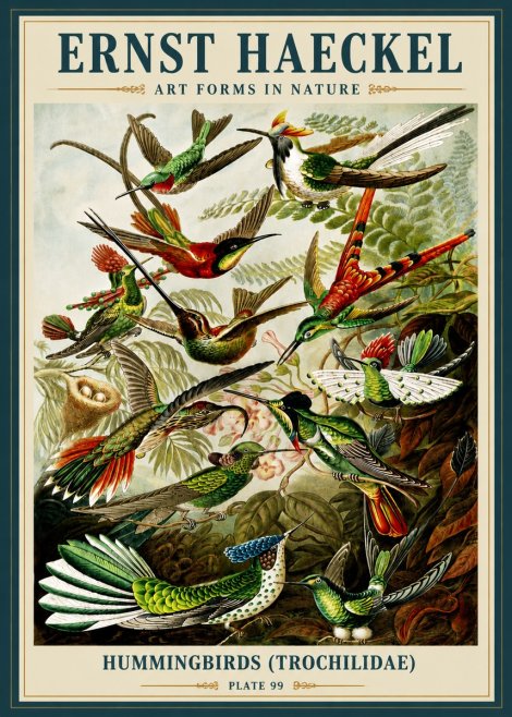 Ernst Haeckel Trochilidae - Hummingbirds No6 - Plakát