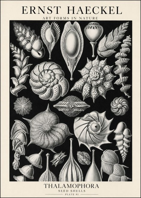 Ernst Haeckel Thalamophora No1 - Plakát
