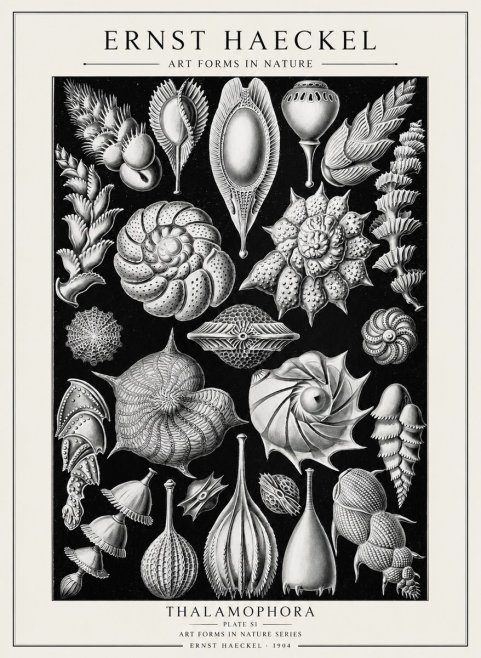 Ernst Haeckel Thalamophora No2 - Plakát