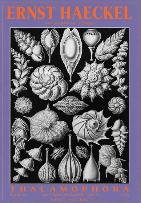 Ernst Haeckel Thalamophora No3 - Plakát