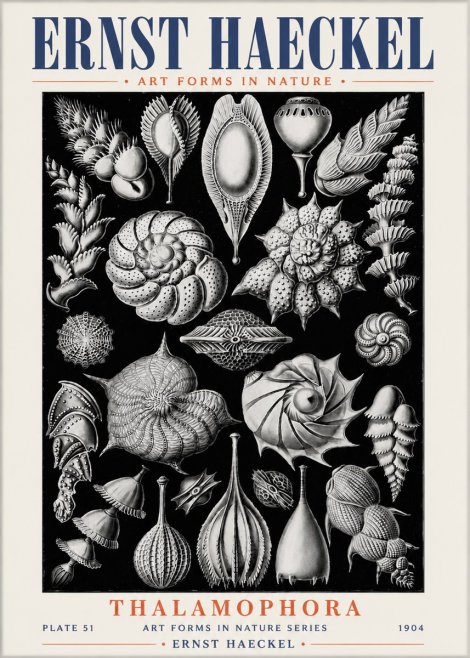 Ernst Haeckel Thalamophora No6 - Plakát