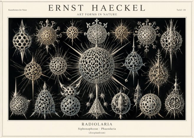 Ernst Haeckel Radiolaria No1 - Plakát