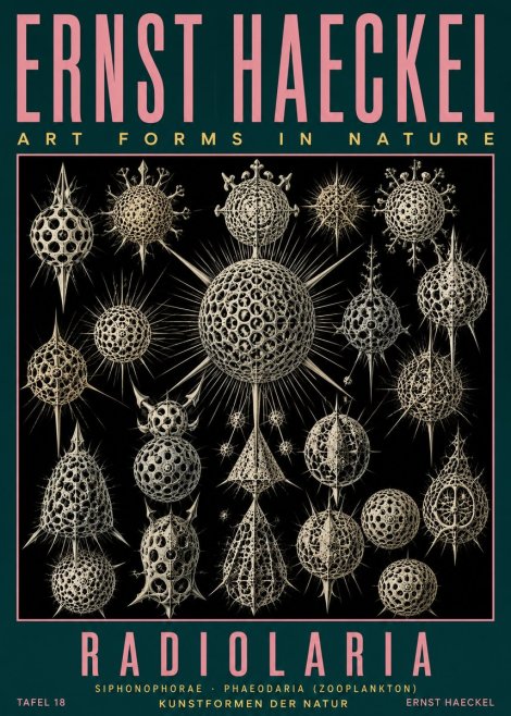 Ernst Haeckel Radiolaria No5 - Plakát