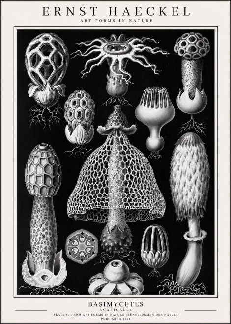 Ernst Haeckel Basimycetes Agaricales No1 - Plakát