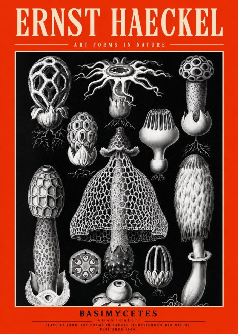 Ernst Haeckel Basimycetes Agaricales No2 - Plakát