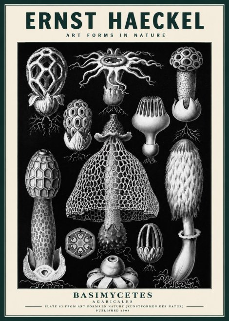 Ernst Haeckel Basimycetes Agaricales No3 - Plakát