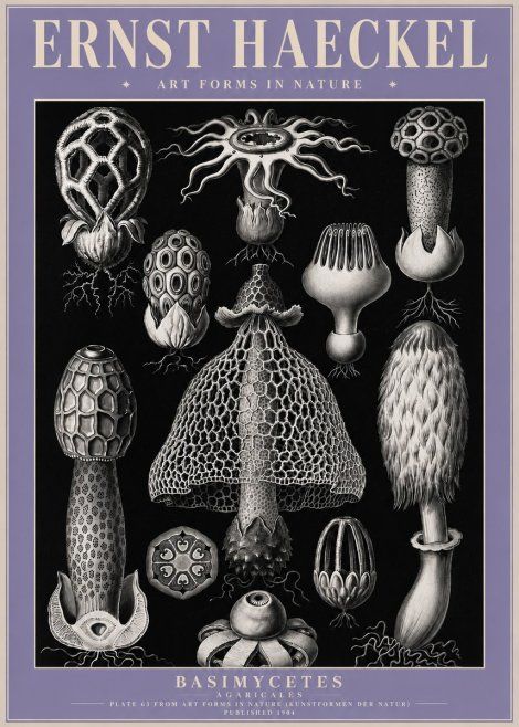 Ernst Haeckel Basimycetes Agaricales No4 - Plakát
