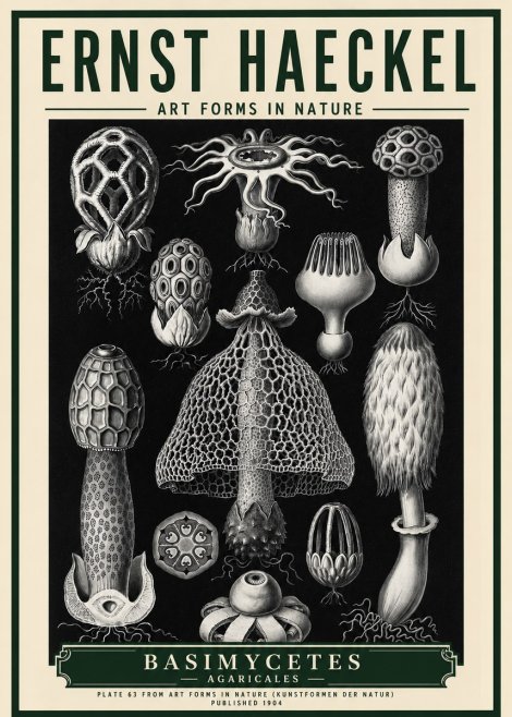 Ernst Haeckel Basimycetes Agaricales No5 - Plakát