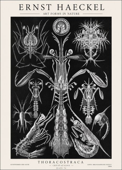Ernst Haeckel Thoraocostraca - Crustaceans - Plate 76 No1 - Plakát