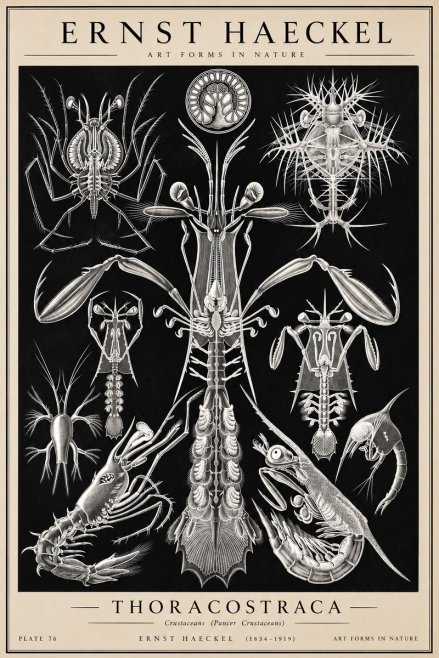 Ernst Haeckel Thoraocostraca - Crustaceans - Plate 76 No2 - Plakát