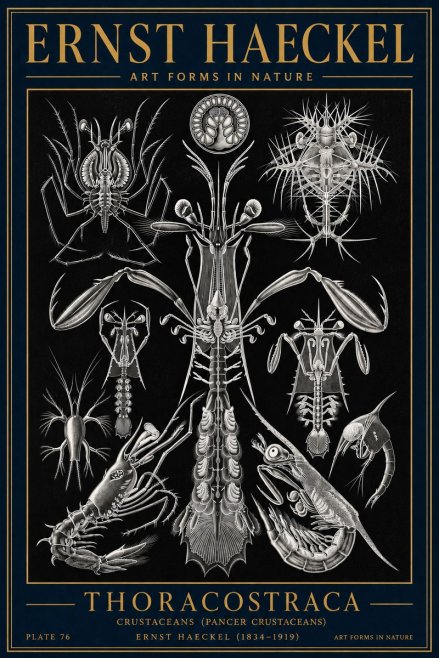 Ernst Haeckel Thoraocostraca - Crustaceans - Plate 76 No4 - Plakát