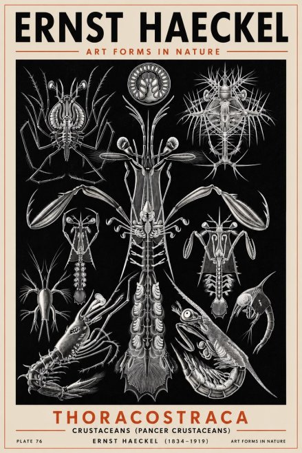 Ernst Haeckel Thoraocostraca - Crustaceans - Plate 76 No5 - Plakát