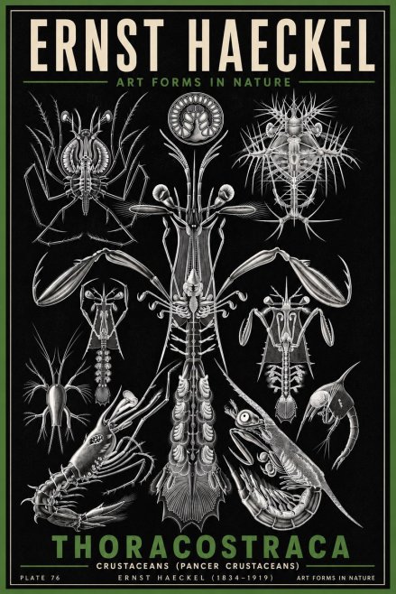 Ernst Haeckel Thoraocostraca - Crustaceans - Plate 76 No6 - Plakát
