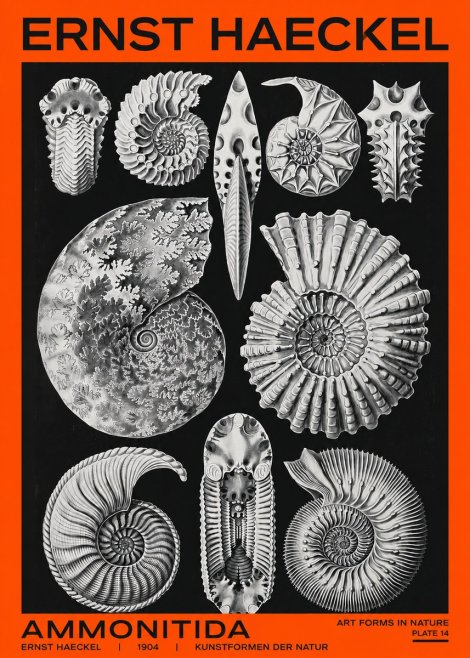 Ernst Haeckel Ammonitida - Ammonites No2 - Plakát