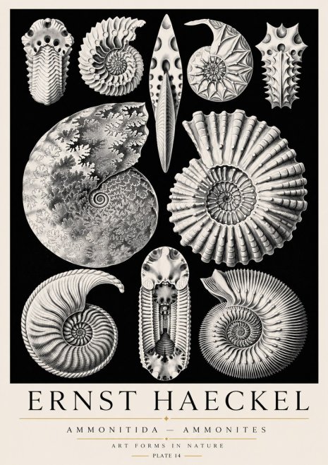 Ernst Haeckel Ammonitida - Ammonites No3 - Plakát
