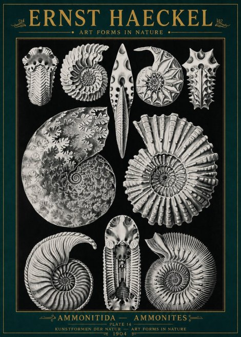 Ernst Haeckel Ammonitida - Ammonites No4 - Plakát