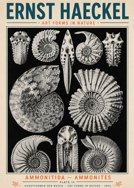 Ernst Haeckel Ammonitida - Ammonites No5 - Plakát