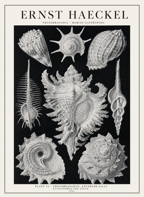 Ernst Haeckel Prosobranchia - Marine Gastropods No1 - Plakát