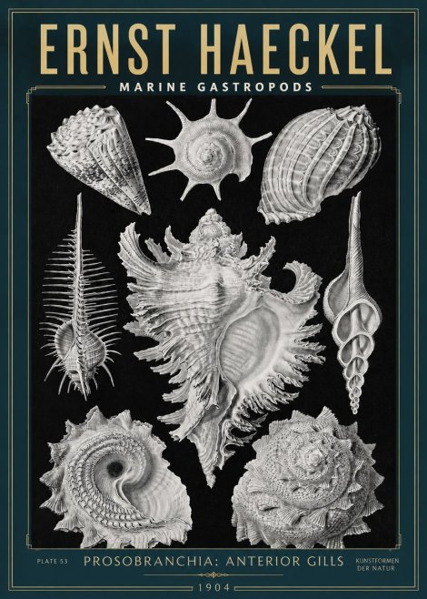 Ernst Haeckel Prosobranchia - Marine Gastropods No3 - Plakát