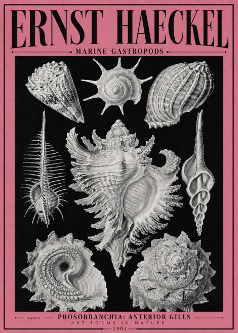 Ernst Haeckel Prosobranchia - Marine Gastropods No4 - Plakát