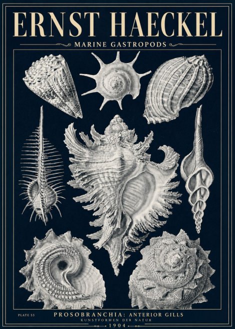Ernst Haeckel Prosobranchia - Marine Gastropods No5 - Plakát