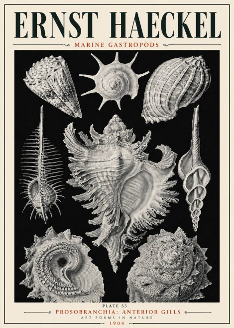 Ernst Haeckel Prosobranchia - Marine Gastropods No6 - Plakát