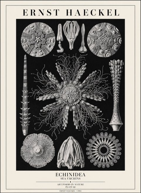 Ernst Haeckel Echinidea Sea Urchins No1 - Plakát