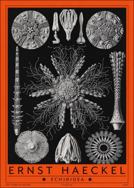 Ernst Haeckel Echinidea Sea Urchins No2 - Plakát