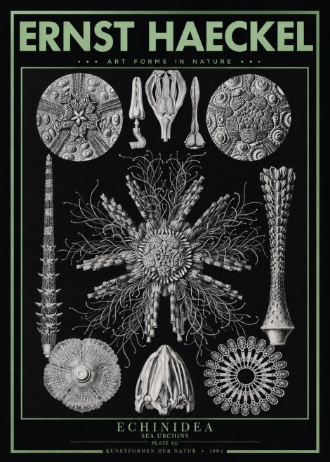 Ernst Haeckel Echinidea Sea Urchins No3 - Plakát
