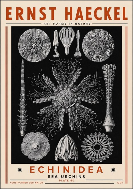 Ernst Haeckel Echinidea Sea Urchins No5 - Plakát