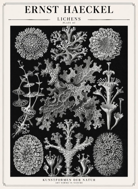 Ernst Haeckel Lichens - Plate 83 No1 - Plakát