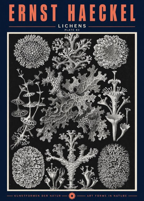 Ernst Haeckel Lichens - Plate 83 No2 - Plakát