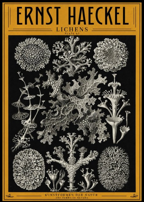 Ernst Haeckel Lichens - Plate 83 No4 - Plakát