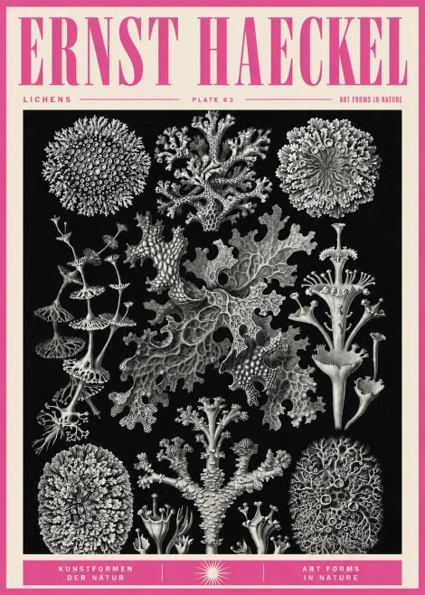 Ernst Haeckel Lichens - Plate 83 No5 - Plakát