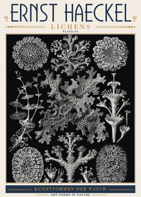 Ernst Haeckel Lichens - Plate 83 No6 - Plakát