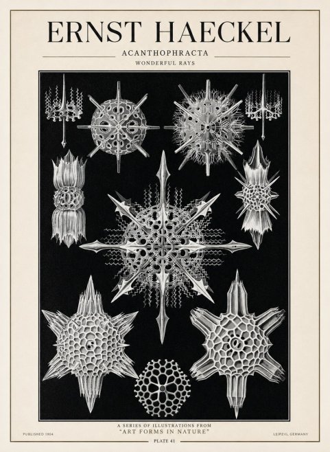 Ernst Haeckel Acanthophracta - Wonderful Rays No1 - Plakát