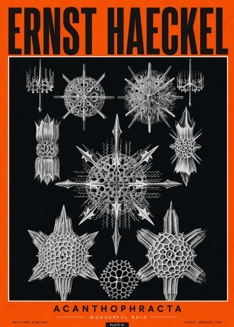 Ernst Haeckel Acanthophracta - Wonderful Rays No2 - Plakát