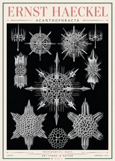 Ernst Haeckel Acanthophracta - Wonderful Rays No3 - Plakát