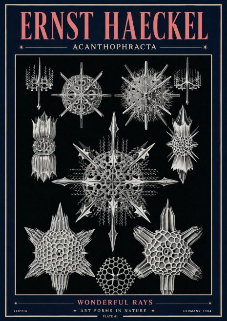 Ernst Haeckel Acanthophracta - Wonderful Rays No4 - Plakát
